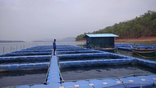 Floating Cage Culture For Fish Farming