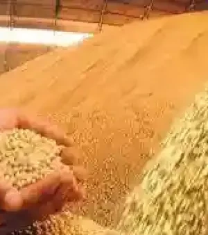 Soybean